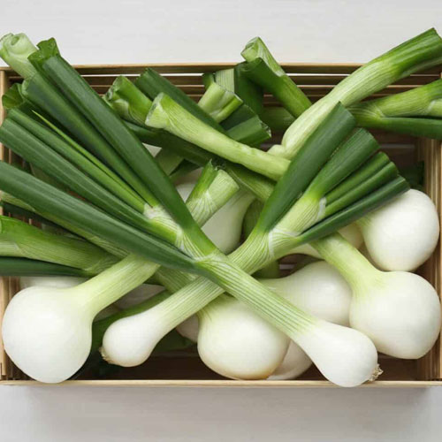 Green Onion (Scallion)
