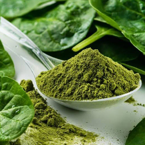Dry Spinach Leaves / Powder