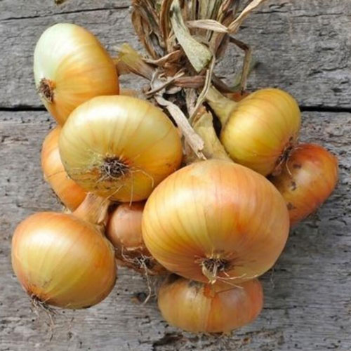 Sweet Onion 